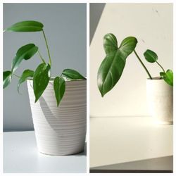 Rare Aroid Philodendron Golden Dragon Plant/ Indoor Plant/ House Plant Flower Patio Garden