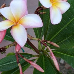 Plumeria Planta. 