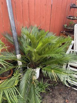 Sago Palm