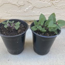 Organic Catnip Cat Nip Nepeta Herb Plants, 1 Qt