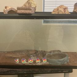 Fish tank ball python