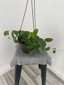 Hoya plant
