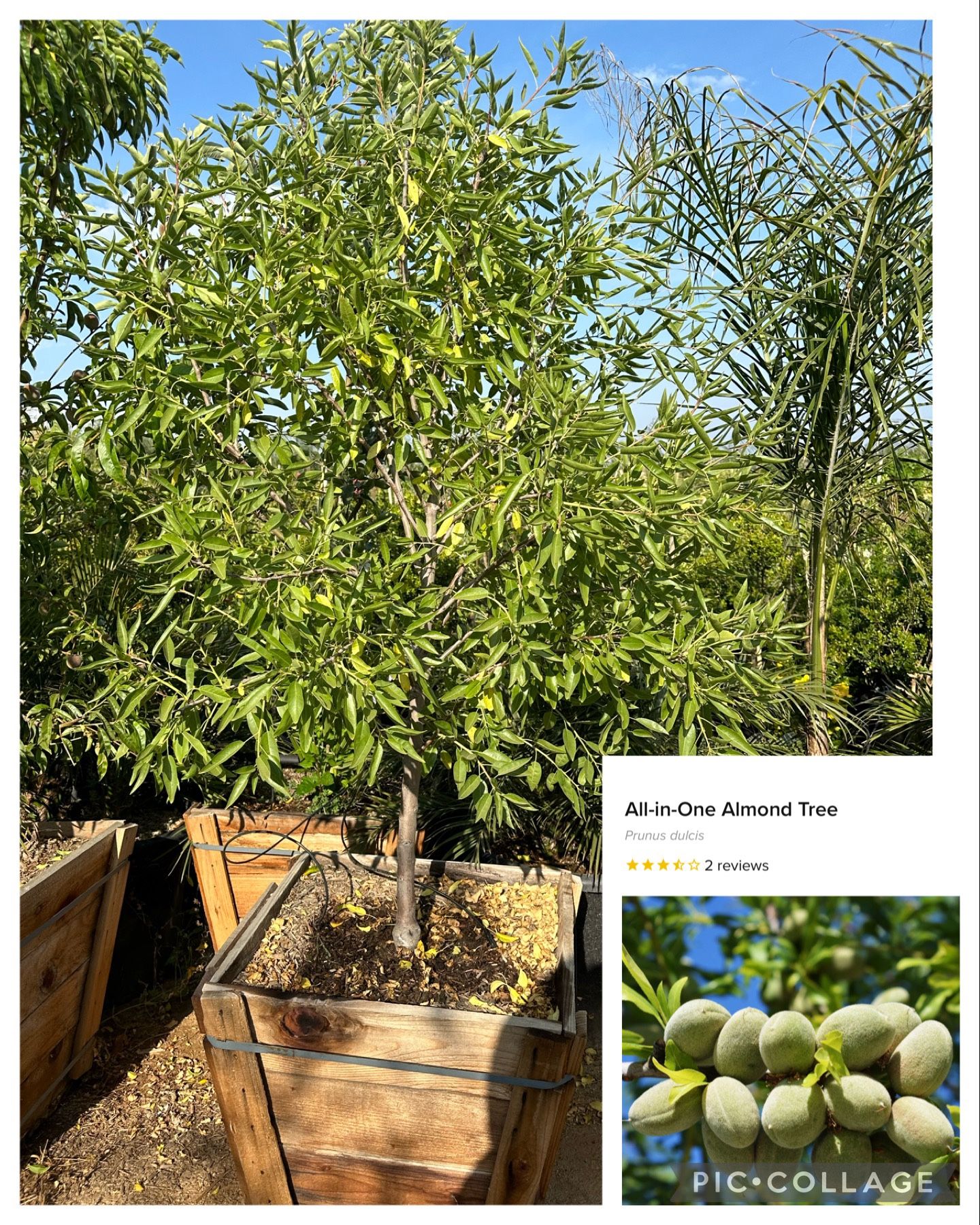 All In One Almond Tree