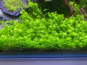 Handful portion of Monte Carlo grown submerged underwater