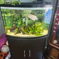 Fish Tank and Fish 