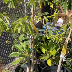 Plantas en