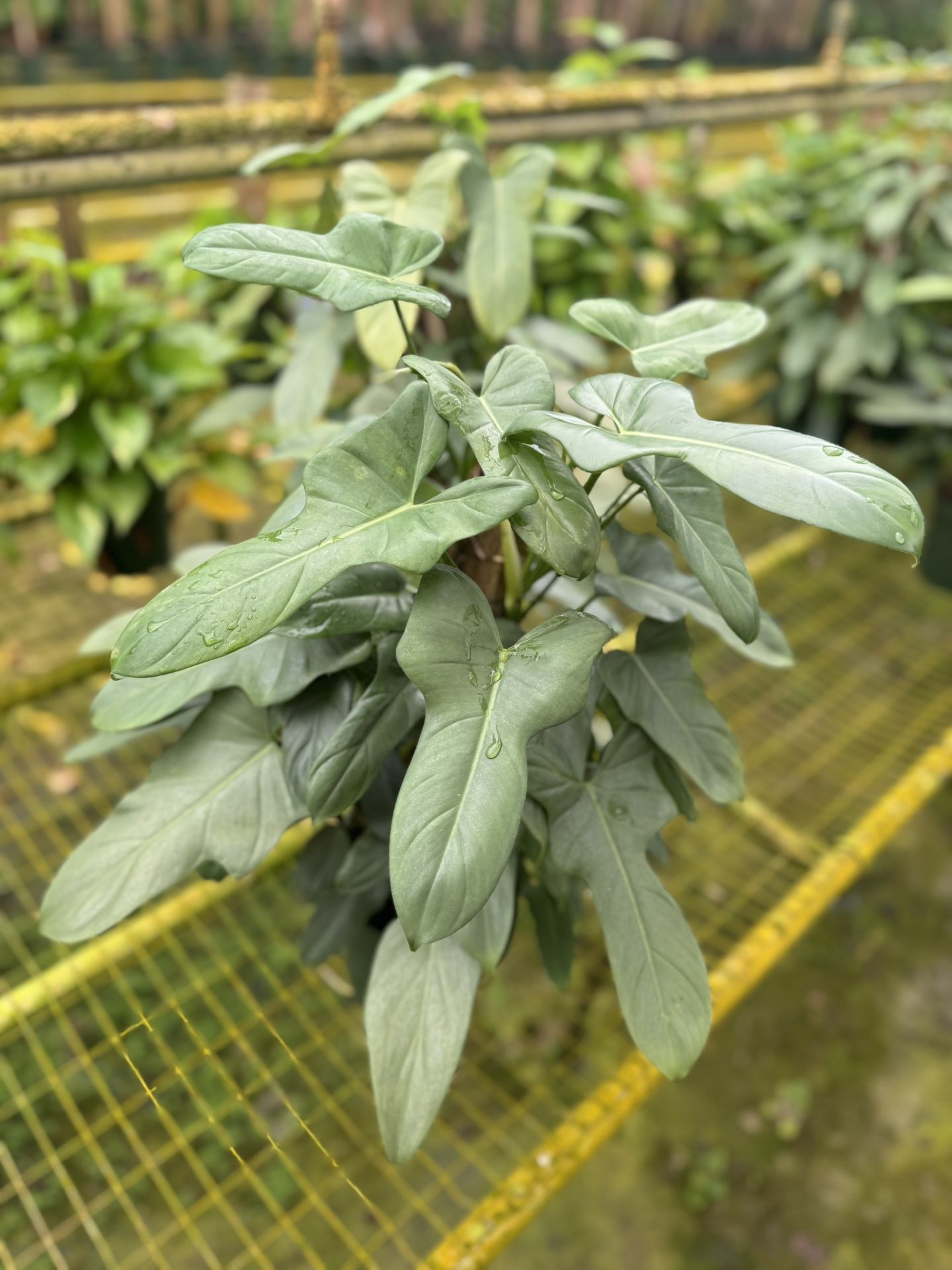 BIPPENNIFOLIUN SILVER VIOLIN 6 Inches With Toten