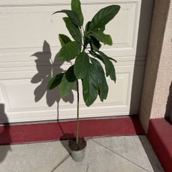 Haas Avocado Fruit Tree Plant