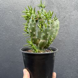Austrocylindropuntia subulata Cactus