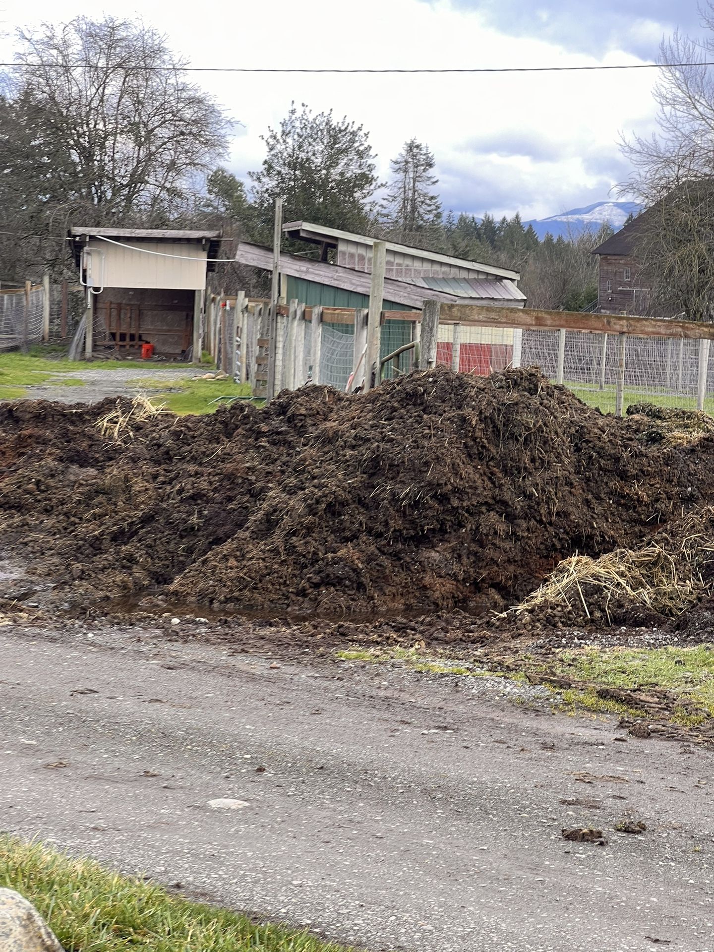 Horse Manure