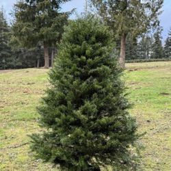 Christmas Trees 🎄🌟⭐️