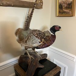 Vintage Ring neck Pheasant Bird Mount Natural Wood Root Base