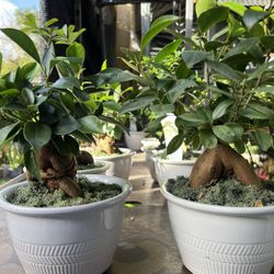 Bonsai In 6” Pot. SPECIAL PRICE 🤩
