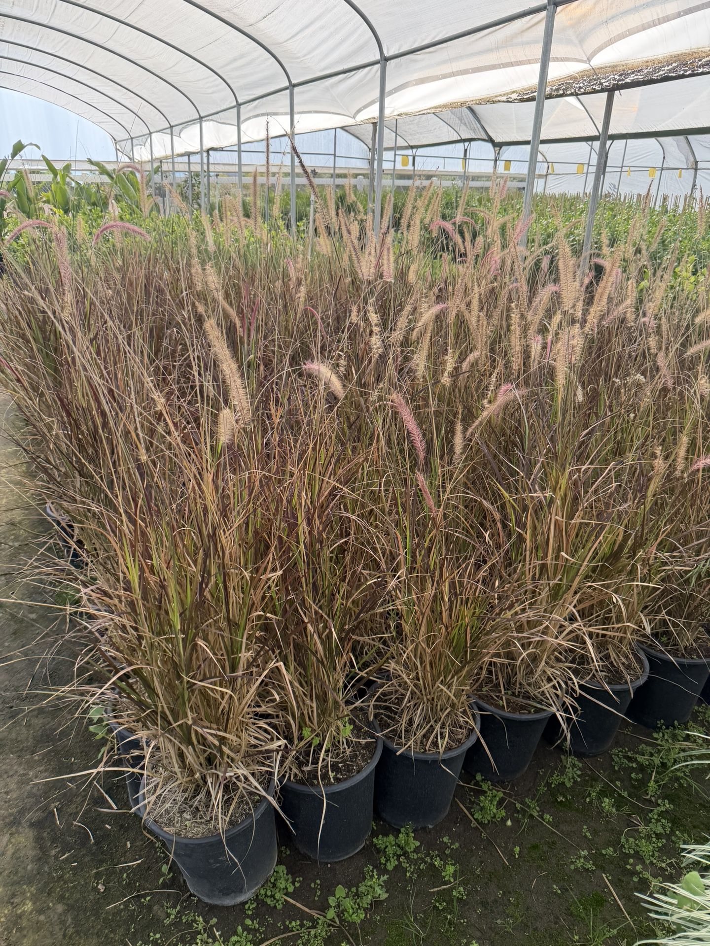 Purple Fountain Grass 5 Gal