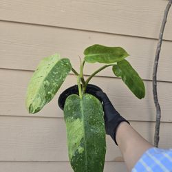 Jose Buono Philodendron Live Plant  