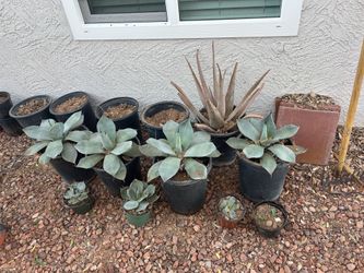 Agave Artichoke Agave parryi var. truncata