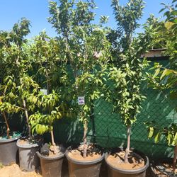 Plum Trees