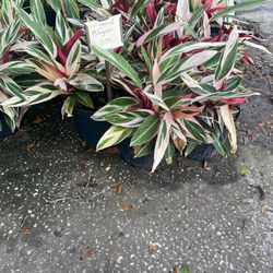 Ginger tricolor Plant!