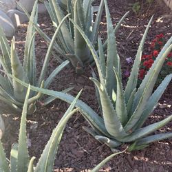 Aloe Vera $1