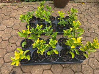 Golden Euonymus/ 10" Tall