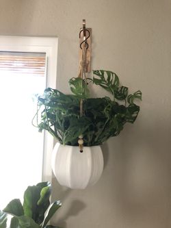 🌱Live Plant 🌱 SALE-free consults available.