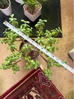 Plant Sale
