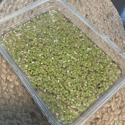 Aquarium Floating Plants 
