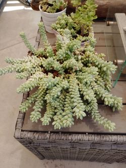 10 different plants