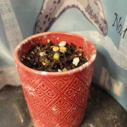 Baby Cactus In Small Red Planter