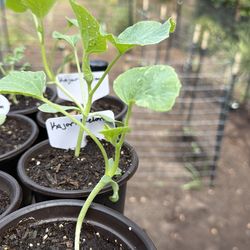 Kajari Melon Plants
