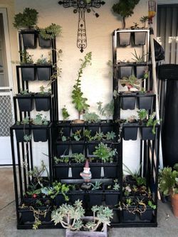 Iron succulent - plant stand