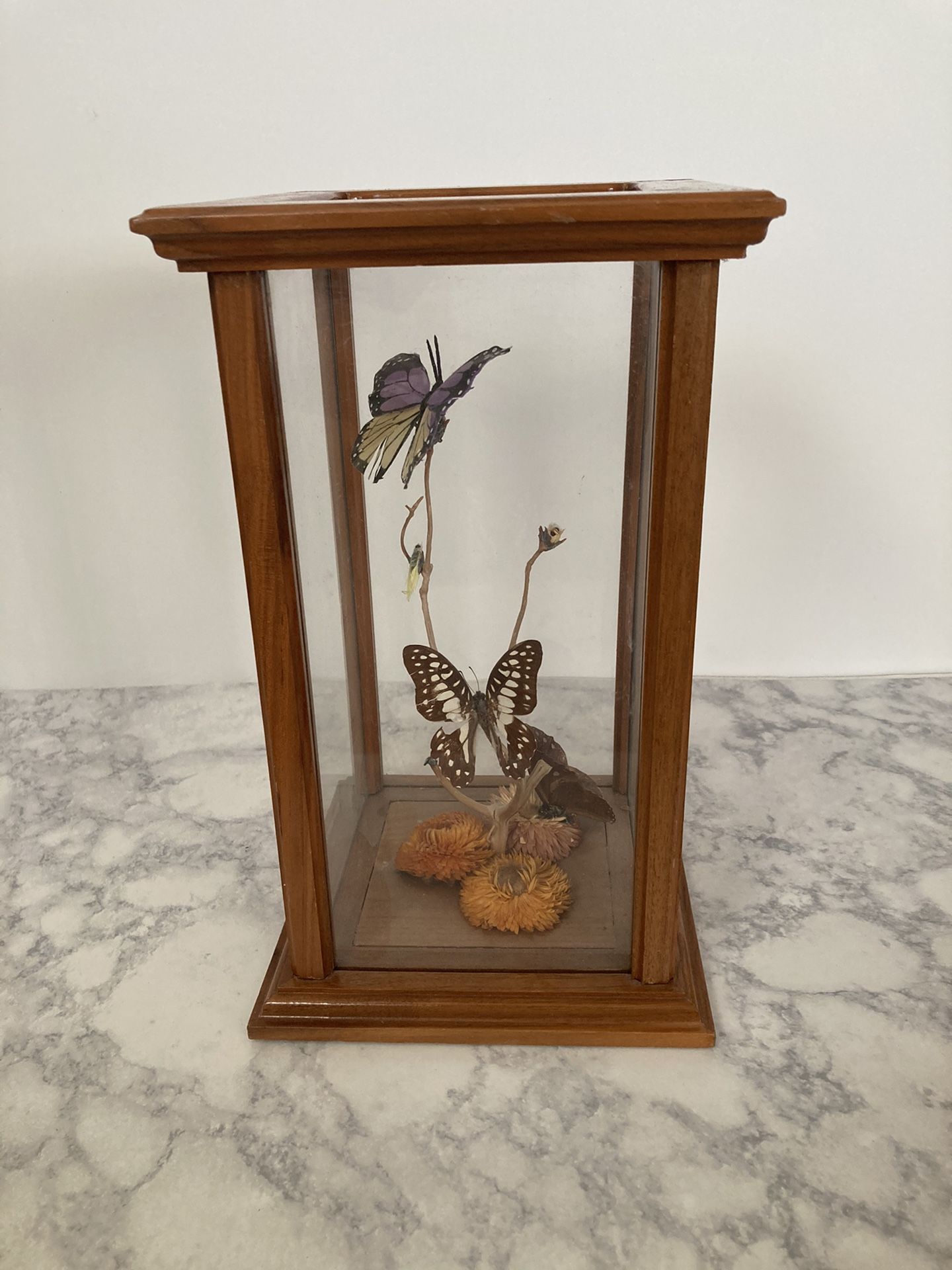 3 Real Butterflies Mounted In Glass Display