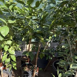 Arizona Sweet And Navel Orange 🍊 Trees 4F The Tall $55 Each Price Firm 