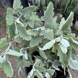 Velvet Succulent Plant/ O Kalanchoe oreja de elefante,