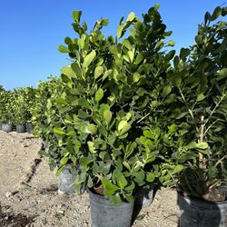 Clusias (Privacy Hedges) Plants