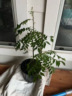 Organic Healthy curry leaf plants.