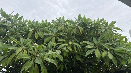 Plumeria cuttings