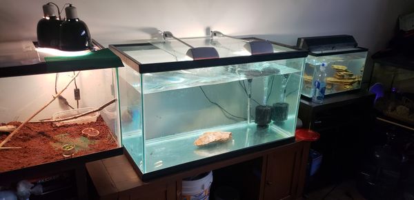 Axolotl For Sale In Las Vegas Nv Offerup Axolotl For Sale In Las Vegas Nv Offerup