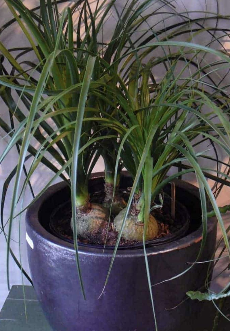 Ponytail Plants