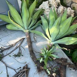 Mature Succulent Cuttings - Ready 2 Plant