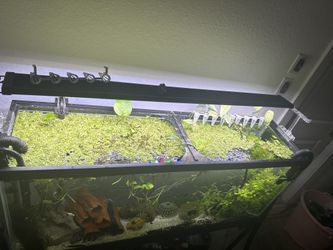 Duckweed Floating Plants