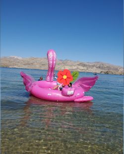 Swan Water Inflatable
