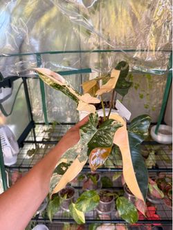 Philodendron Florida Beauty x Black Billie Plant - 4inch