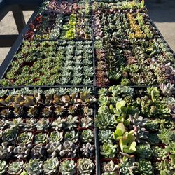 2” Succulent