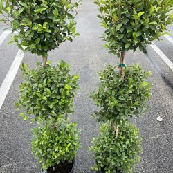 Set Of Two Real Topiary Trees 