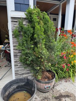 Free - upright Yew