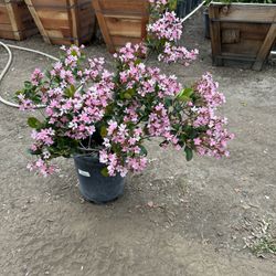 Rhaphiolepis Pink Lady