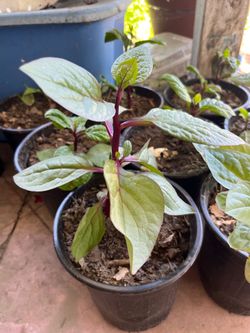 Japanese Red Mabalar Spinach Vegetable Plants Pot