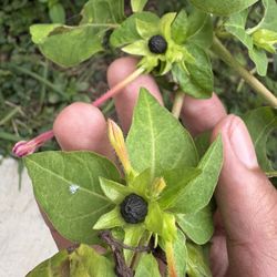 4 o clocks/maravillas 