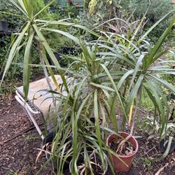  Dracaena 